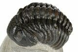 Detailed Austerops Trilobite - Visible Eye Facets #181413-3